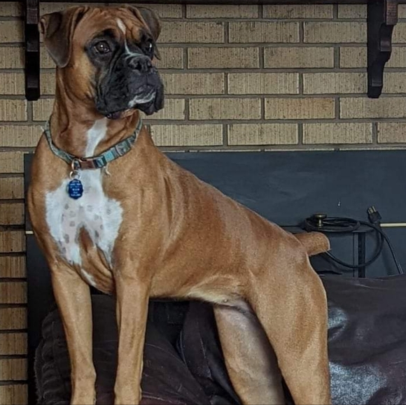 🐾 Pet friendly, Smoke free home - Picture 2 of 4